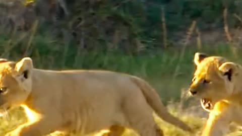 Lion king amazing video