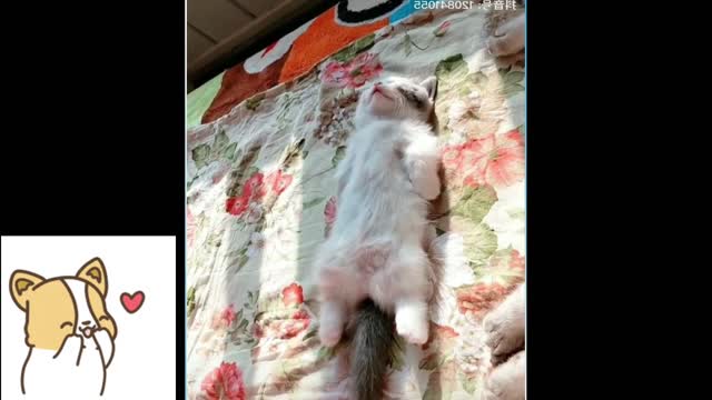 Funny and cute cats