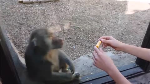 Monkeys react to magic