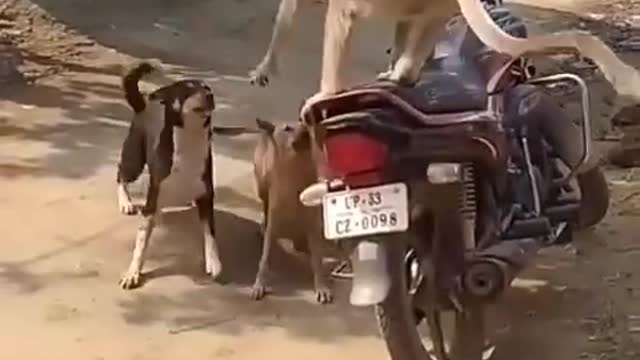Funny monkey