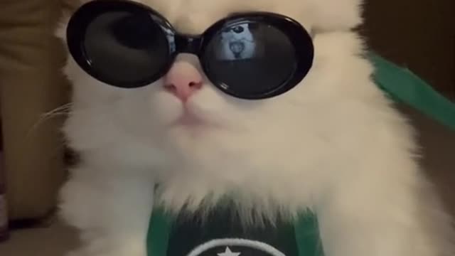 Cool cat