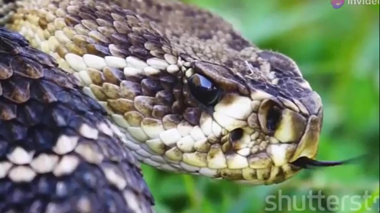 The Inland Taipan the World's Deadliest Snake Revealed