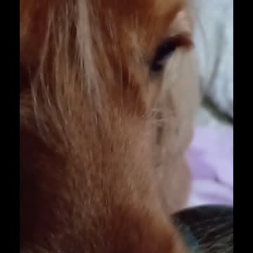 entertainment, dog, cute, pets, animals