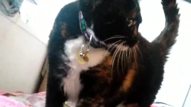 Cailco kitty