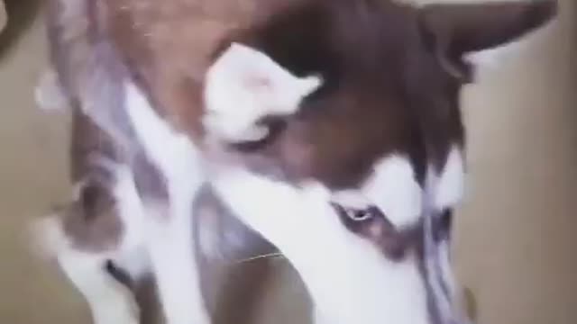 Stubborn Husky Dog Videos 😁😇 Best Funny Animal Videos 2022 😺 Funny Dog Videos 2022 😁