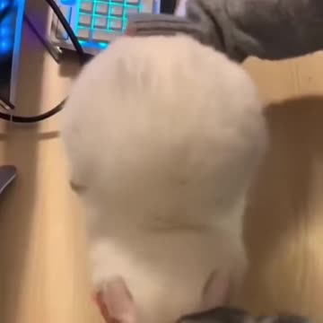 Funny moments with cats 😺🐈 #40