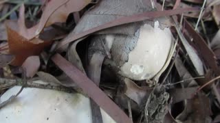 White mushies near the highway.