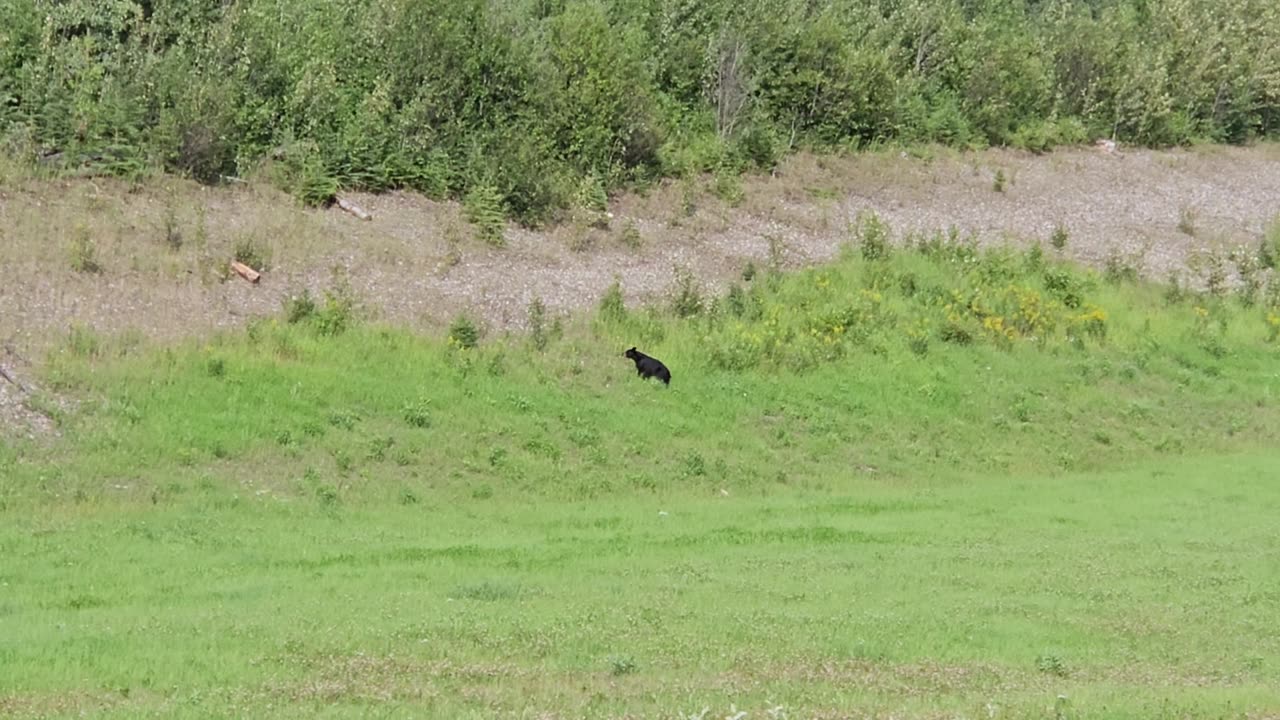 26 July Another Black bear