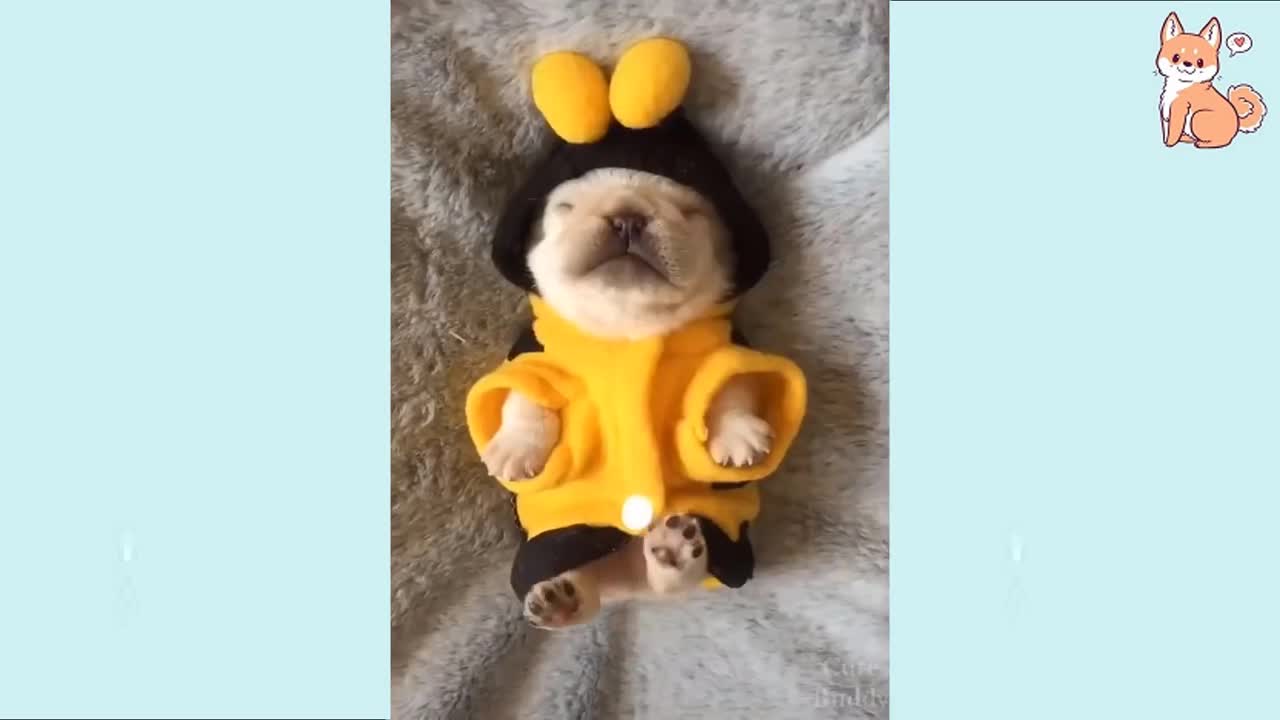 funy puppies