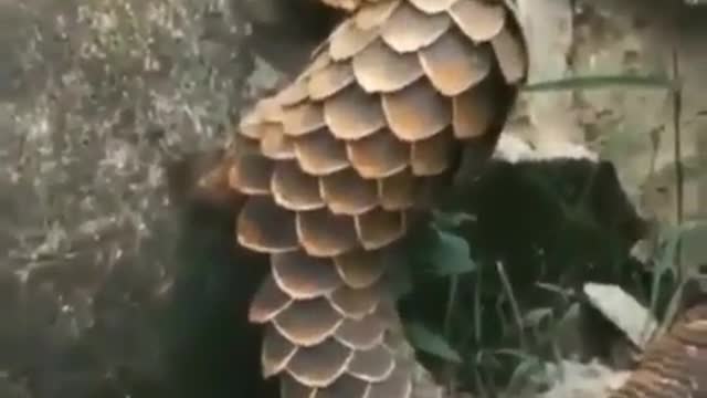 my God, what is this