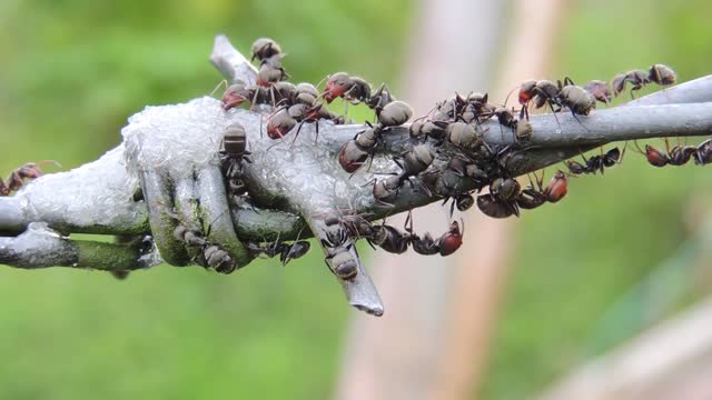 Insects - 14220