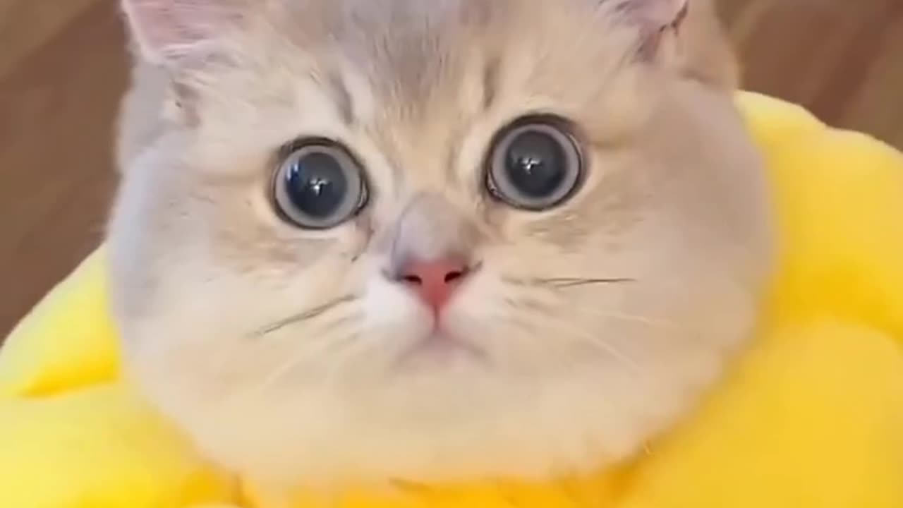 Funny cats, short, video, comment, viral, America,comedy, short, beutiful, cute, funny