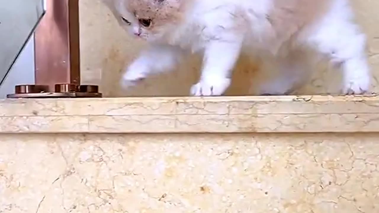 Kitten go down the stairs bullied by her father