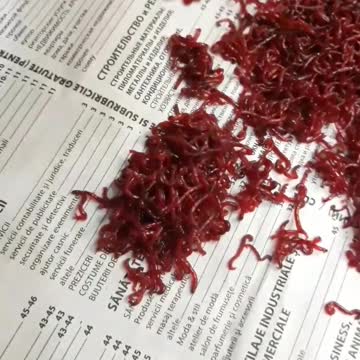 Did you know what a lechinka mosquito looks like?