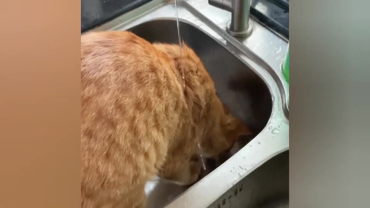 Funny animals