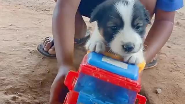 Pup in the mood to play