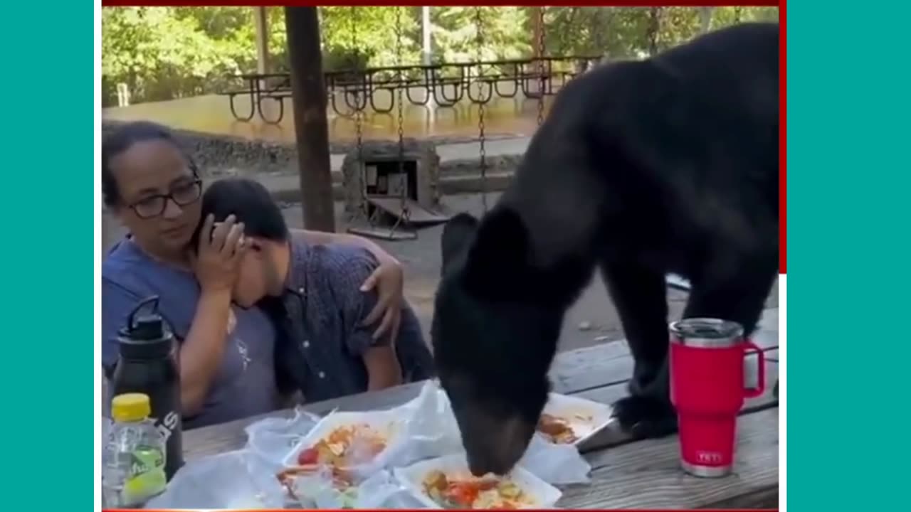 The Bear suddenly Jumped on the Mother and Son's Picnic Table