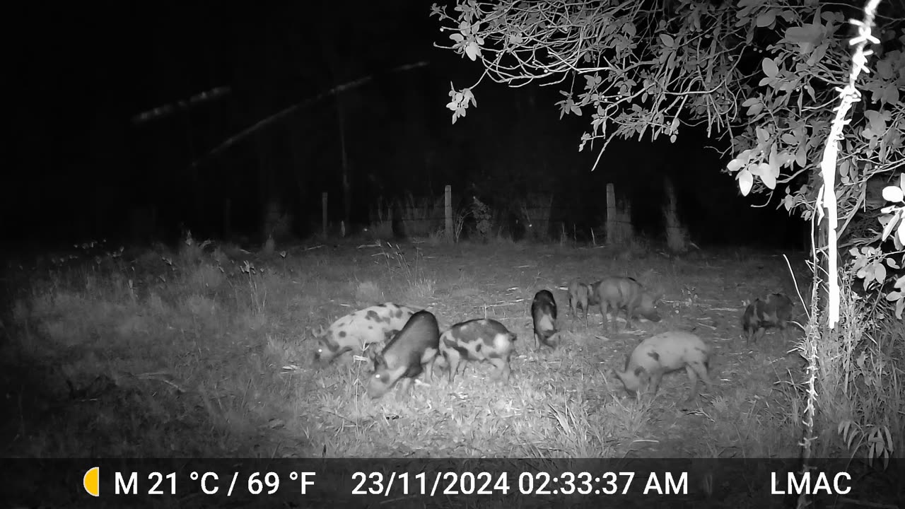 trail cam piggy