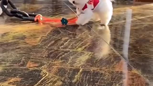Small puppy drippin' huge chains