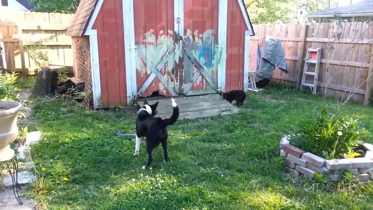 Funny Cats and Dogs Compilation