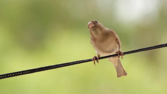 a bird's song at sunset
