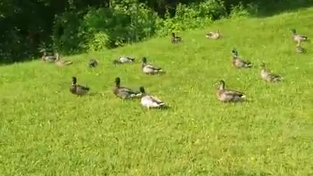 Amanda Grace Talks...Duck Exodus at Noahs Ark Animal Sanctuary