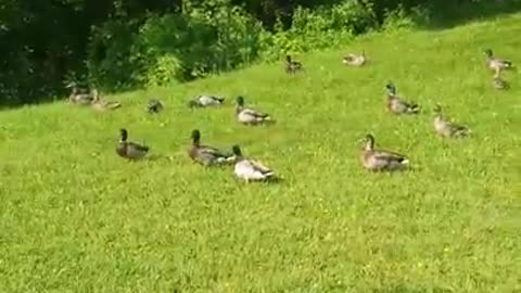 Amanda Grace Talks...Duck Exodus at Noahs Ark Animal Sanctuary