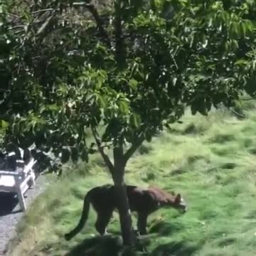 La cantante Raquel del Rosario salva a su hijo del ataque de un puma (2)