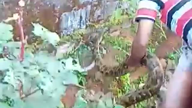 Caching anaconda in indian village