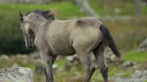 What a Beautiful Horse in the Field