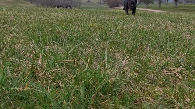 Dog is running