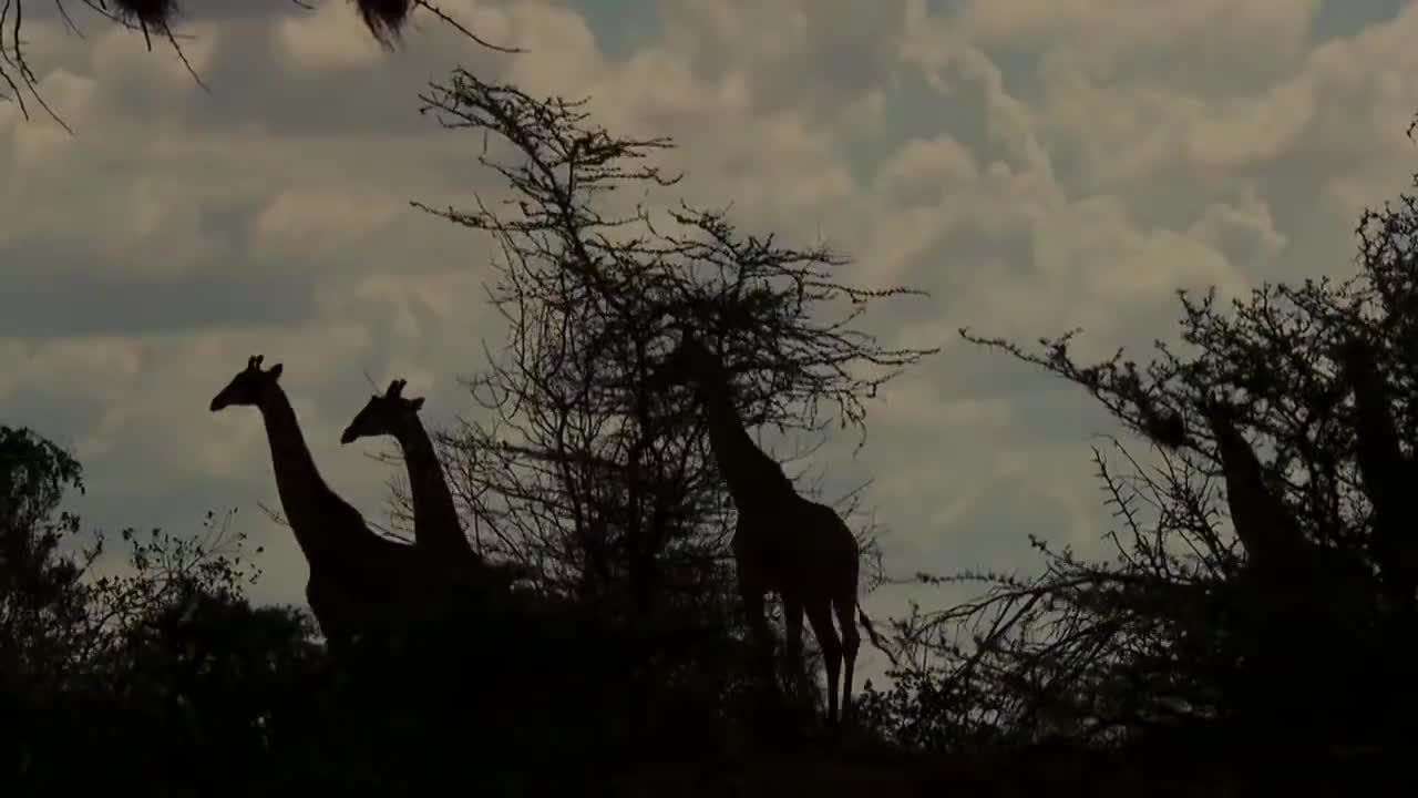 Wildlife Brave Giraffe Kick Five Lion To Save Body - Power OF Lion In The Animal World But FAIL