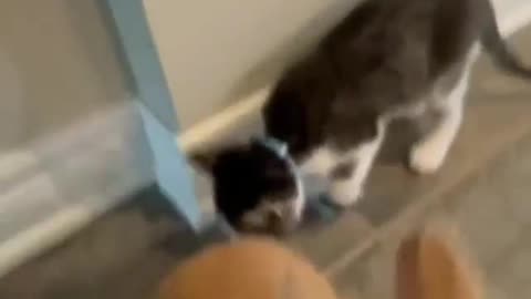 Cat thinking that she is rabbit too