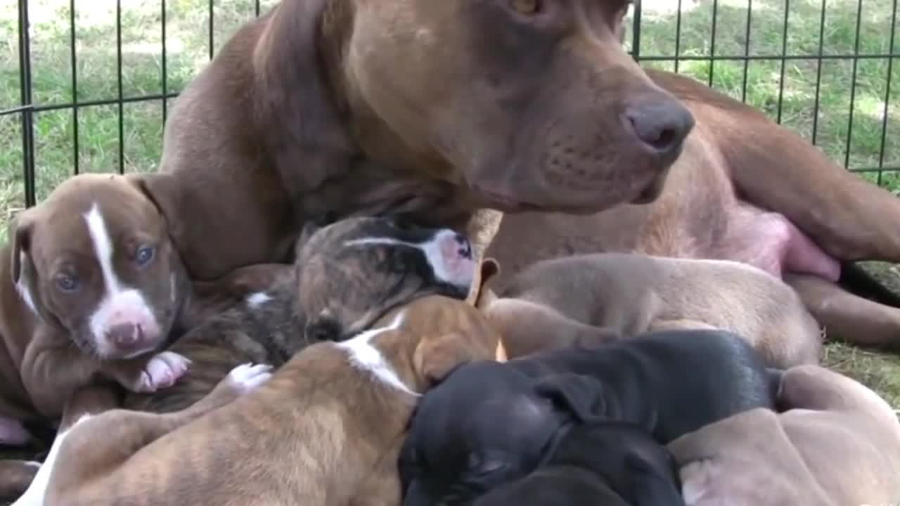 Parental care for her Puppies!