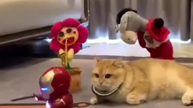 Cats and dogs _ cats meowing _ cats funny videos #shorts