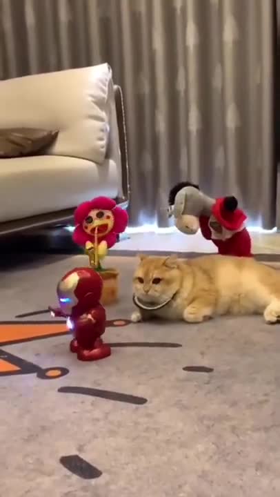 Cats and dogs _ cats meowing _ cats funny videos #shorts