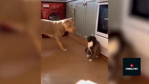 Dog and Cat Boxing