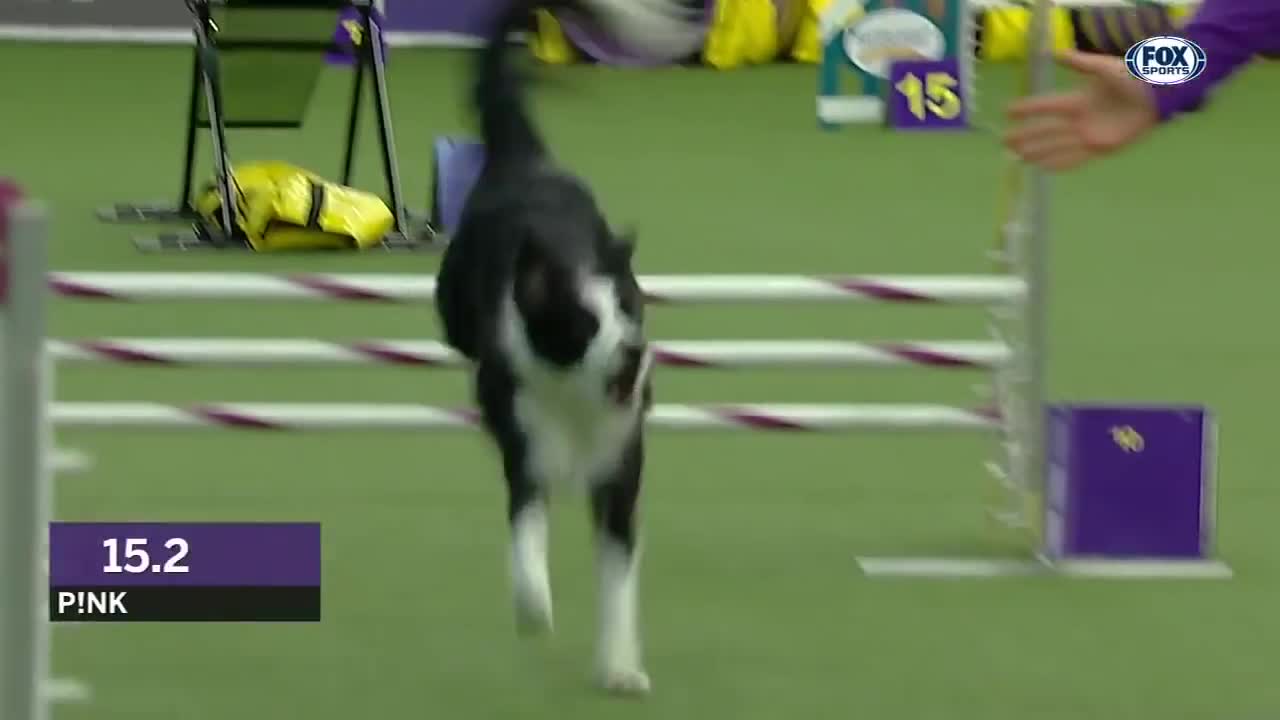 Check out the World's Best Agility Dogs