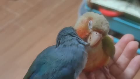 Parrots climb ropes