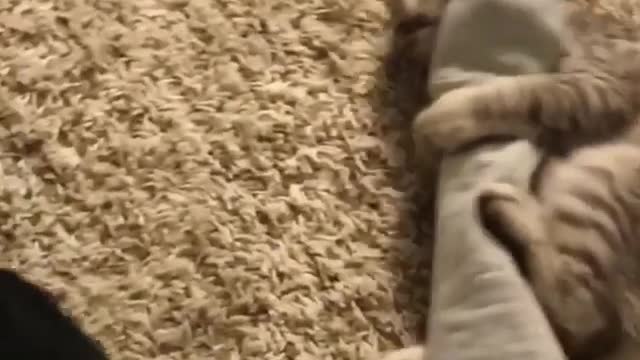 What a playful cat