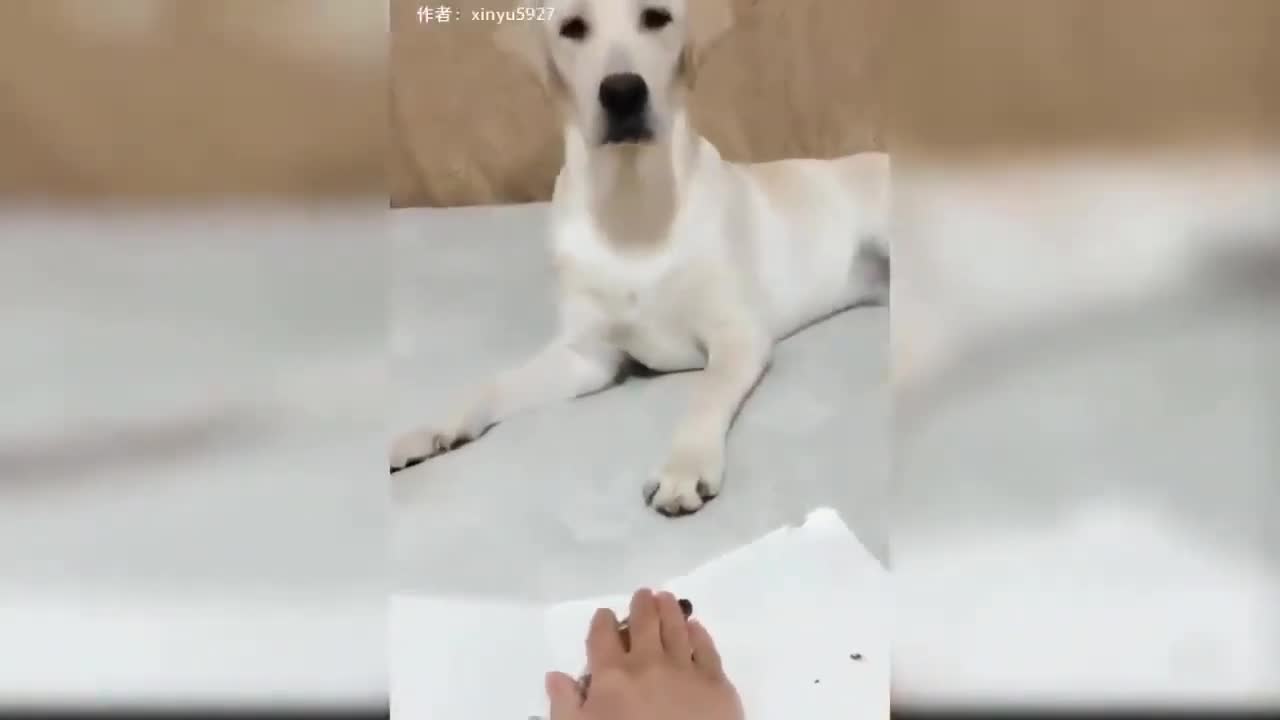 Dog and cat reaction to cake cutting