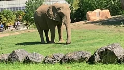 Elephant plays