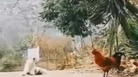 Sometimes it's not good to stay together for too long #shorts #viral #shortsvideo #video