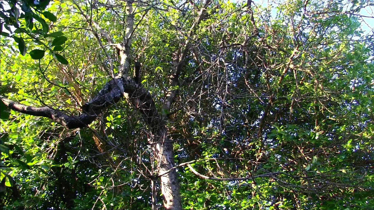 Back Yard Birds...We have many different Birds nesting in Our garden.