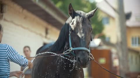 Young woman cleaning the horse by a hose with water stream