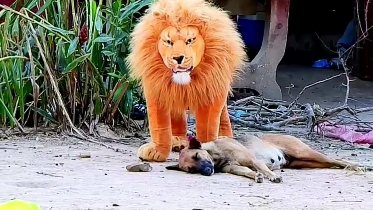 fake lion and fake tiger prank