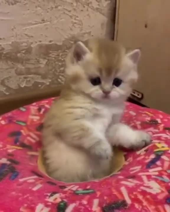 your heart will melt 💞 #shorts