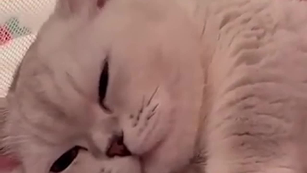 Cute cat