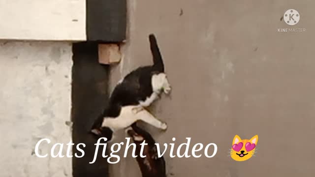 Cats fight 😿 😹 😻