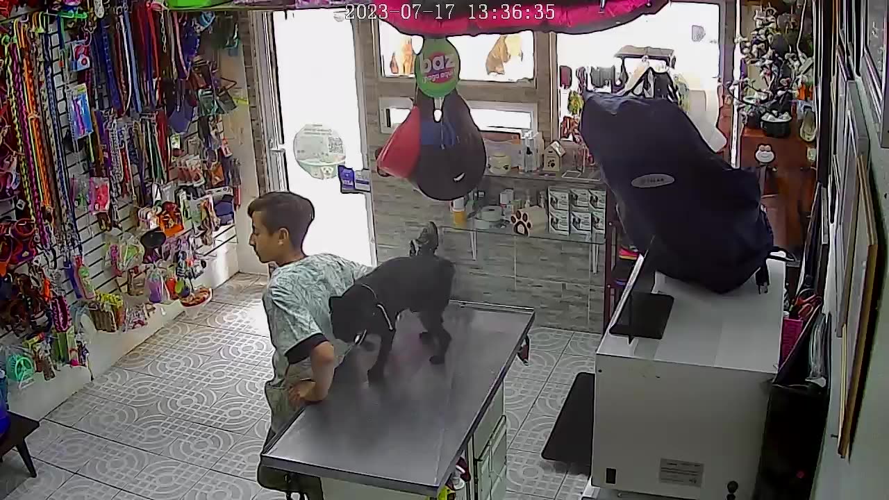 Dog Lifts Leg on Veterinarian